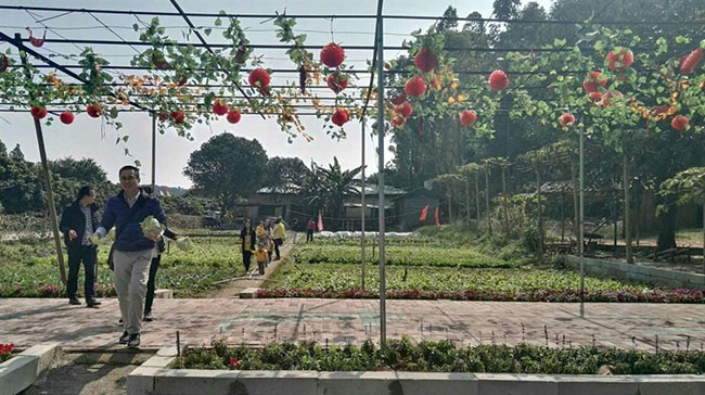 觀瀾九龍生態園2016國慶節野炊摘菜趣味活動一日游