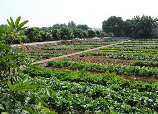 深圳九龍山生態(tài)園農(nóng)家樂一日游喜獲游客好評