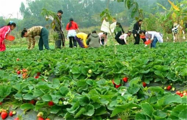 深圳夏季農(nóng)家樂出游小常識